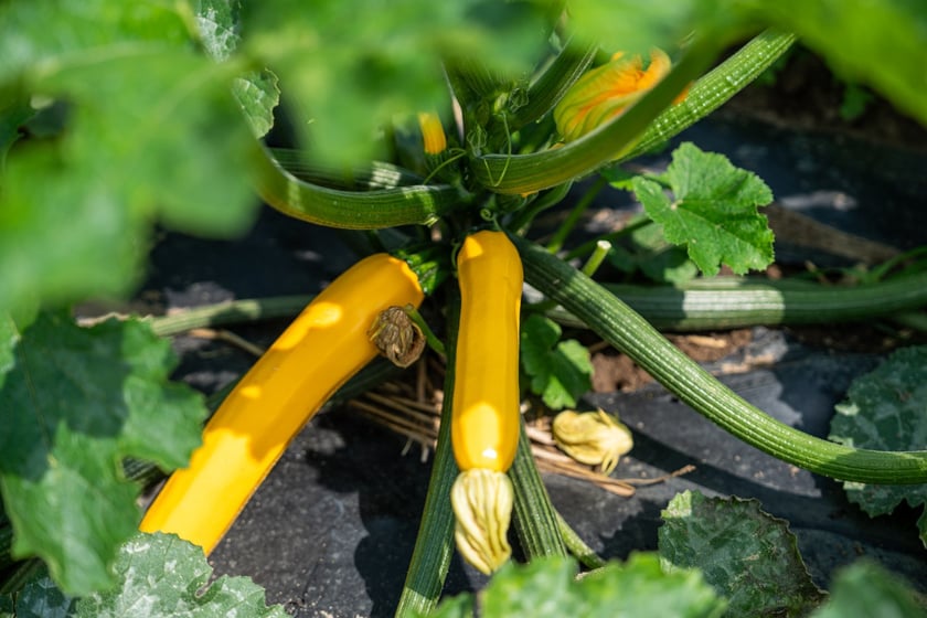 Miejska Farma Wrocławia